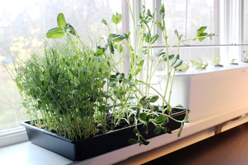 Ärtskott och bondbönsskott som mikroblad i odlingstråg – odla inomhus (microleaf) för snabb vinterodling med växtbelysning och upprepad skörd.
