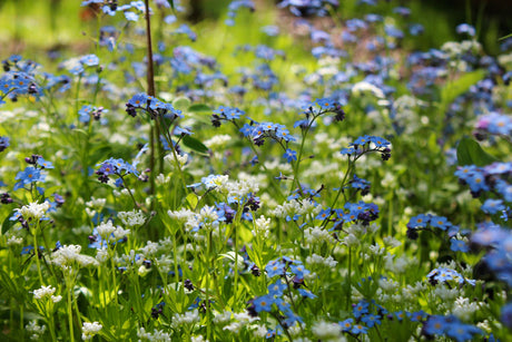 Röd perenn i trädgården – skapa blomsterprakt från vår till sen höst med härdiga perenner för sol och skugga, som Blodnäva, Malva, Höstanemon och Trädgårdssolbrud.