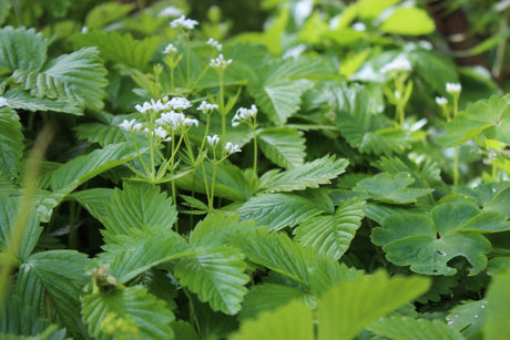 Smultron och jordgubbar som marktäckare i trädgården – skuggvänliga smultron, solälskande jordgubbar, plantering och skötsel för riklig bärskörd.
