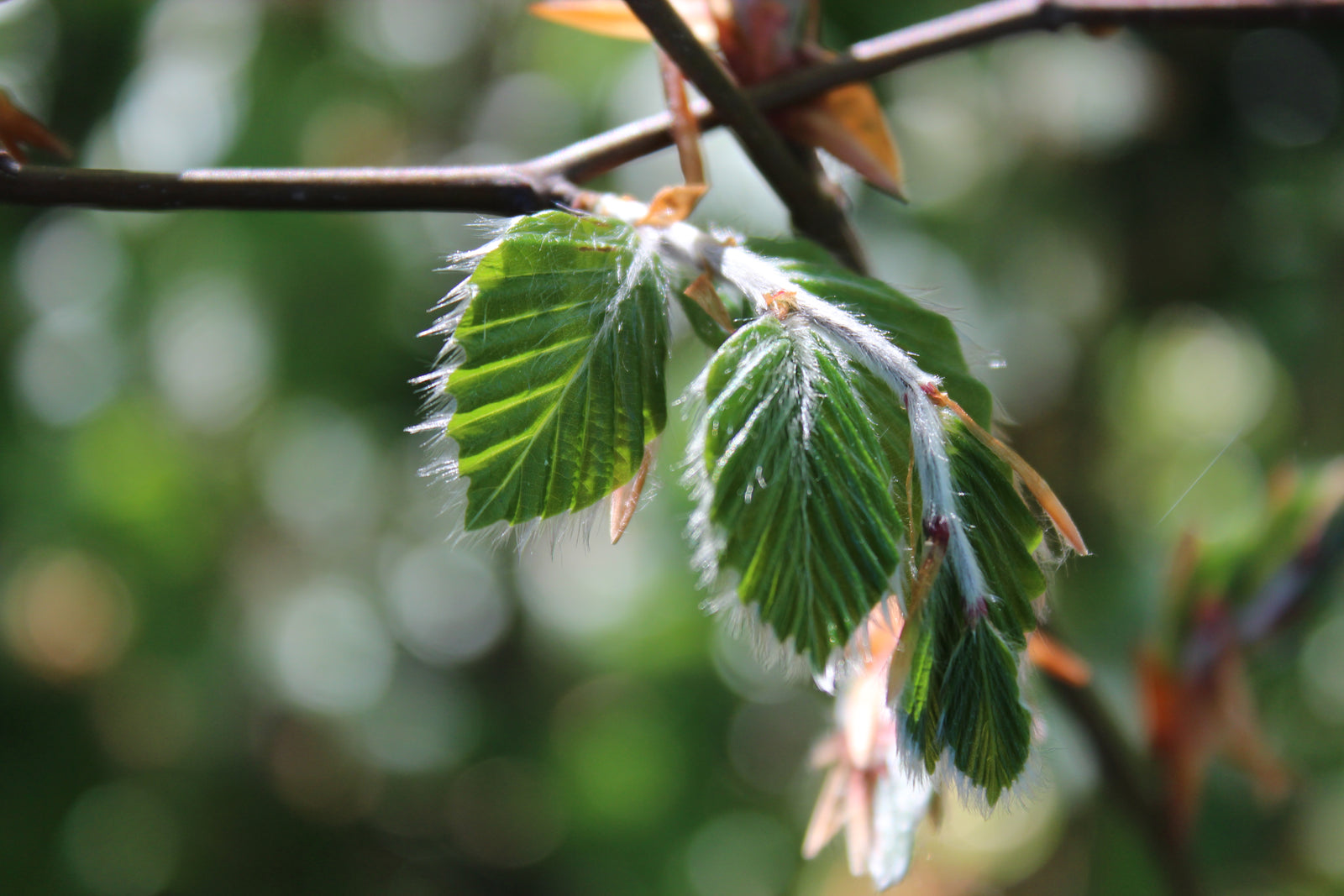 Växter för skuggiga lägen – perenner, buskar, marktäckare och klätterväxter som trivs i skugga, halvskugga och lätt skugga; blöt/frisk skugga vs torr skugga; klätterhortensia, klematis ’Royal Velours’, bergenia ’Ice Queen’.