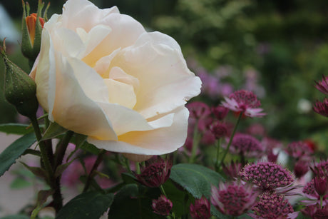 Frodig sommarträdgård med kantnepeta och Albaros; lavendel, kaprifol, chokladblomma och daggkåpa i harmonisk rabatt som lockar pollinatörer – hållbar trädgårdsinspiration av Anna Theorin.