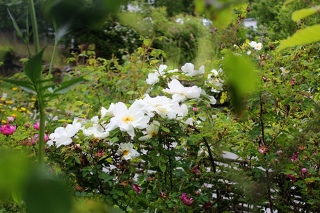 Doftande röda rosor i vildvuxen rosenträdgård – härdiga gamla buskrosor och klätterrosor med rik sommarblomning, trädgårdens hjärta och själ.