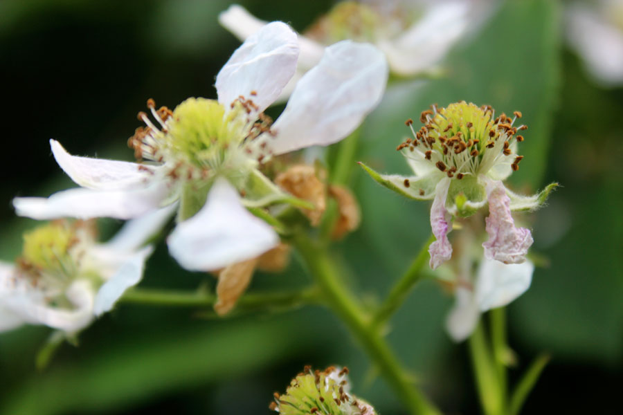 Björnbär (Rubus fruticosus) på solig spaljé – odlingsråd: plantering i mullrik, näringsrik jord (pH 7), beskärning av rankor, vattning, skörd och sortval.