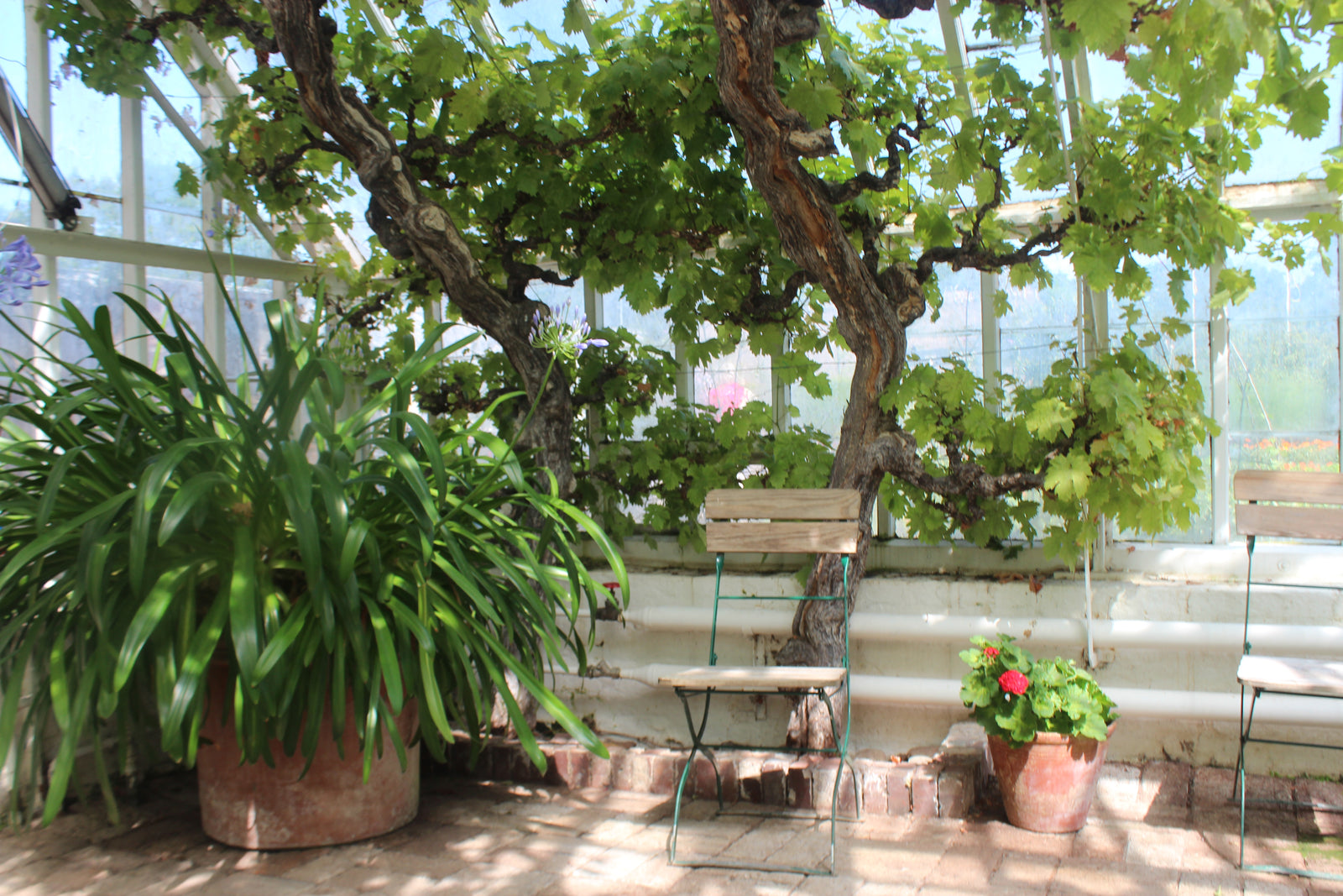 Medelhavsstil i trädgård med terracottakrukor, stenterrass och grus, lavendel och rosmarin, uppstammat olivträd, pergola med blåregn samt röd pelargon i jordiga färger av grått och blått.