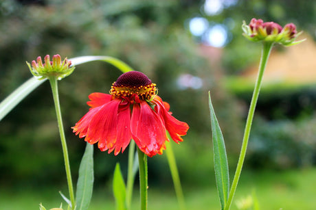 Röd trädgårdssolbrud (Helenium autumnale) i solig rabatt – solälskande, torktålig perenn för sensommarens blomning som gynnar pollinatörer som bin och fjärilar.