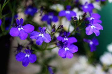 Stilren, modern krukplantering i vitt, grönt och mörkt lila med Snötörel (Euphorbia 'Diamond Frost'), mörk batata (Ipomoea batatas) och Froststarr 'Amazon Mist' – fina kontraster, lättskött för sol/halvskugga på uteplats eller balkong.