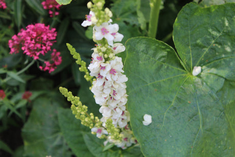 Bladrosett av tvåårig växt (bienn) första året i trädgården – bygger rotsystem inför rik blomning nästa säsong; frösådd, sommar- och höstsådd/stratifiering av bienner i rabatt.