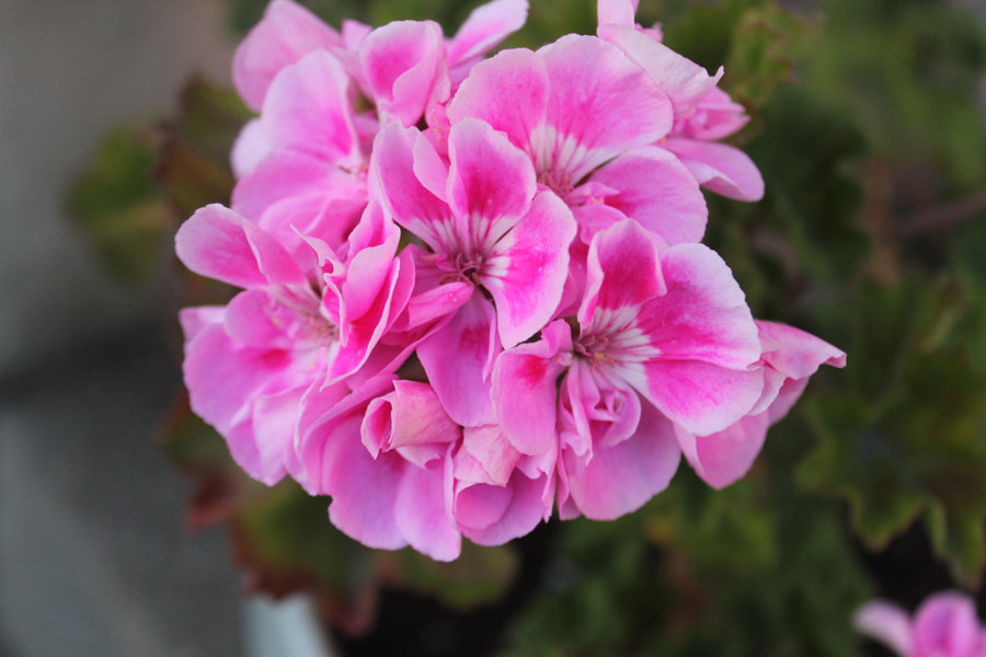 Pelargoner i blom (Pelargonium) – färgstarkt kulturarv: Mårbacka- och zonalpelargoner i sommarsol på svensk landsbygd; odling, sticklingar och vintervila.
