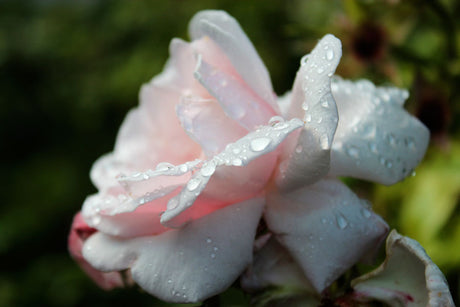 Röd, robust och lättskött ros Hansa (Rosa rugosa) – starkt doftande och remonterande buskros, härdig till zon 8, tål vind, salt och skugga; idealisk för häck i tuffa lägen, rekommenderad av Anna Theorin; beskärs vart tredje år.
