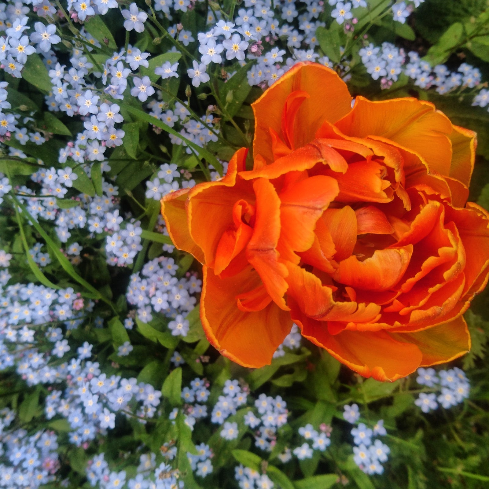 Tulpaner i trädgårdsrabatt – få tulpaner att blomma om: väldränerad jord, solig plats, nyp av vissna blommor, låt blasten vissna, gödsla; pålitliga sorter är Darwinhybridtulpaner, botaniska tulpaner och vildtulpaner.