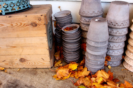 Så och odla blommor utomhus: akleja, fingerborgsblomma, borstnejlika, rudbeckia och röllika. Vintersådd, frösådd i såjord med perlite, väldränerad jord, sol/halvskugga, härdighet zon 6–7.