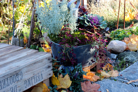 Höstens magi i trädgården i Sverige: röd höstfärg med dagg och dimma över prydnadsgräs, vita rosor och oktoberstormhatt, medan lökar planteras och magnolia skiftar blad inför våren.