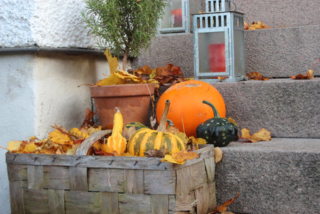 Naturlig höstpyntning med halloween-twist: prydnadspumpor i korg, betongpumpa, ljuslyktor med batteriljus och perenna höstväxter (hebe, skuggröna, bergenia, klockljung) vid trappa och entré i svensk trädgård.