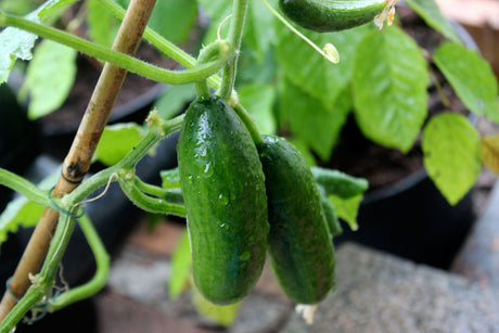 Odla gurka i kruka på altan – förkultivering, parthenocarp‑sorter, uppbindning och plantering på kulle mot rothalsröta; kaliumrikt gödsel, jämn vattning och skörd i växthus, friland eller inomhus.