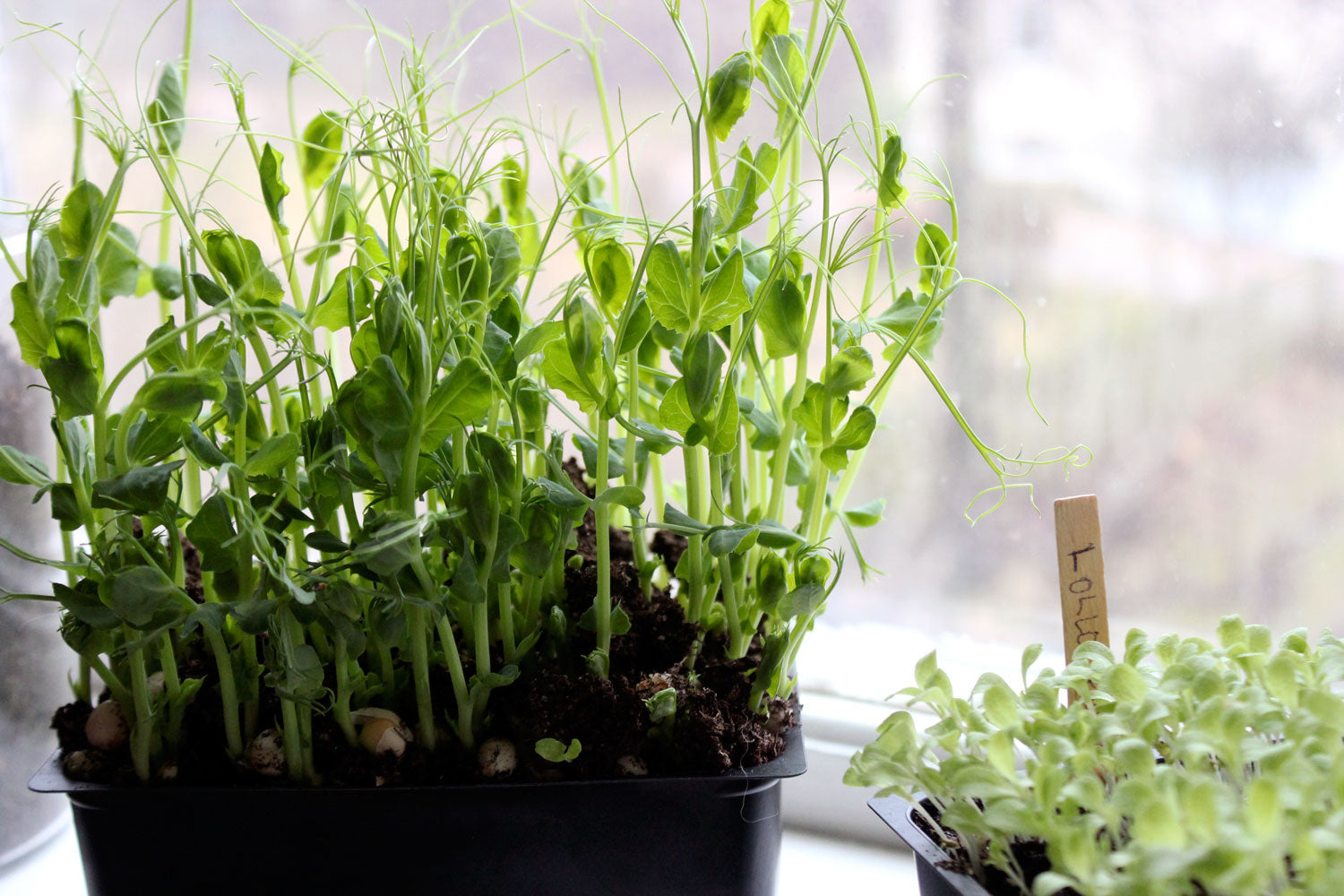 Odla skott och grönsaker inomhus: ärtskott, sallat och rädisor i såjord med LED-extrabelysning, aluminiumfolie och svag flytande gödning.