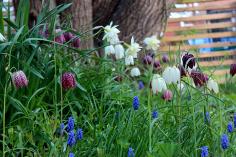 Blomsterlökar i trädgården: plantera tulpaner, narcisser och krokus i kruka, rabatt och gräsmatta för lång vårblomning, inklusive löktårta och odling inomhus.