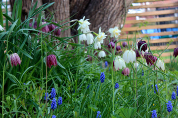 Snödroppar i blom i vårträdgården – rådjursäkra lökar för en rådjursäker vår; plantera i höst tillsammans med narcisser, allium och kungsängslilja.