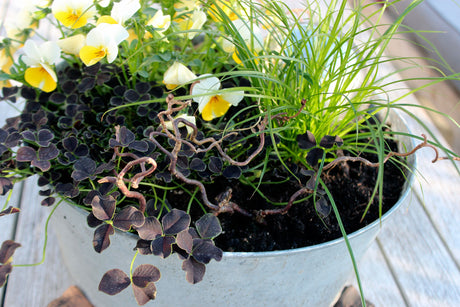 Vårens krukor – kreativ och fri krukodling: vårplantering i kruka med harmoniska färgkombinationer och växter som alunrot, penséer, murgröna, klöver och prydnadsgräs; tips för skötsel med kogödsel, hönsgödsel och flytande näring