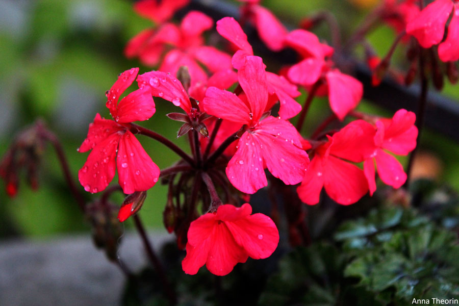 Blommande pelargon i kruka på fönsterbräda – pelargoner som krukväxter, doftpelargon, skötselråd, sticklingar, övervintring, sol/halvskugga, väldränerad jord och gödsling.