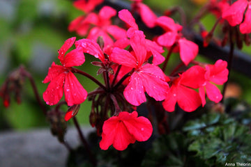 Blommande pelargon i kruka på fönsterbräda – pelargoner som krukväxter, doftpelargon, skötselråd, sticklingar, övervintring, sol/halvskugga, väldränerad jord och gödsling.