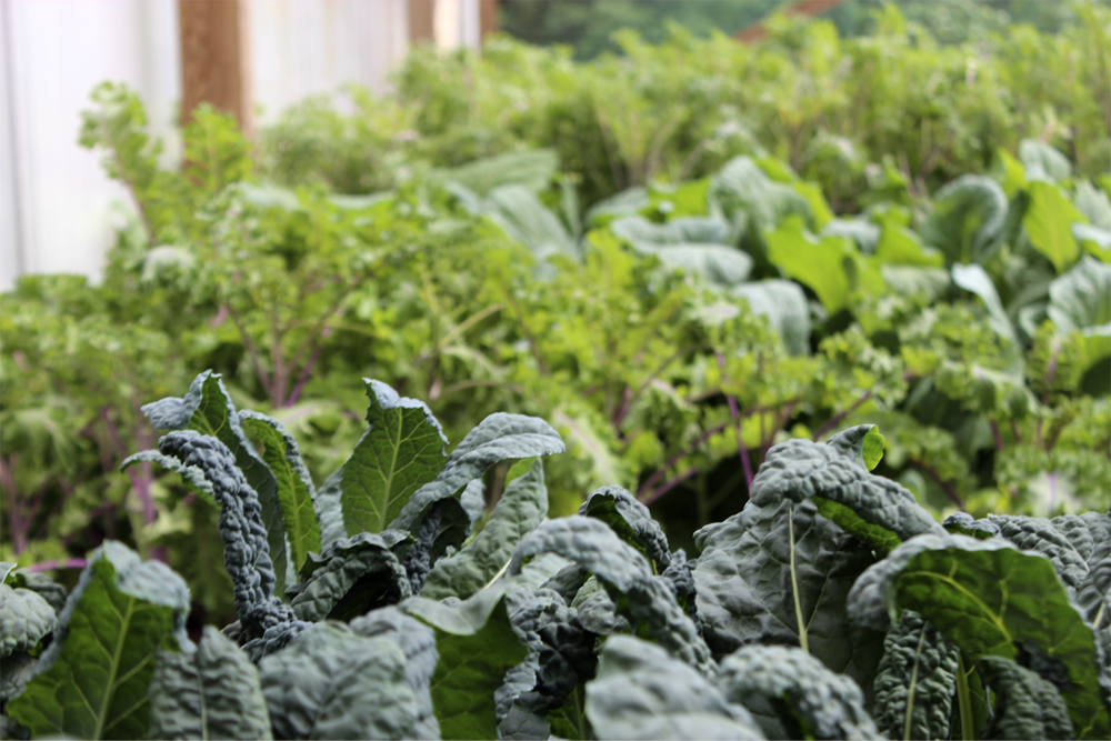 Kålodling med grönkål, svartkål/palmkål, rödkål, broccoli och blomkål under kålnät i näringsrik jord – täckodling, jämn vattning och skydd mot kålmal och kålfjäril.