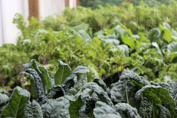 Kålodling med grönkål, svartkål/palmkål, rödkål, broccoli och blomkål under kålnät i näringsrik jord – täckodling, jämn vattning och skydd mot kålmal och kålfjäril.