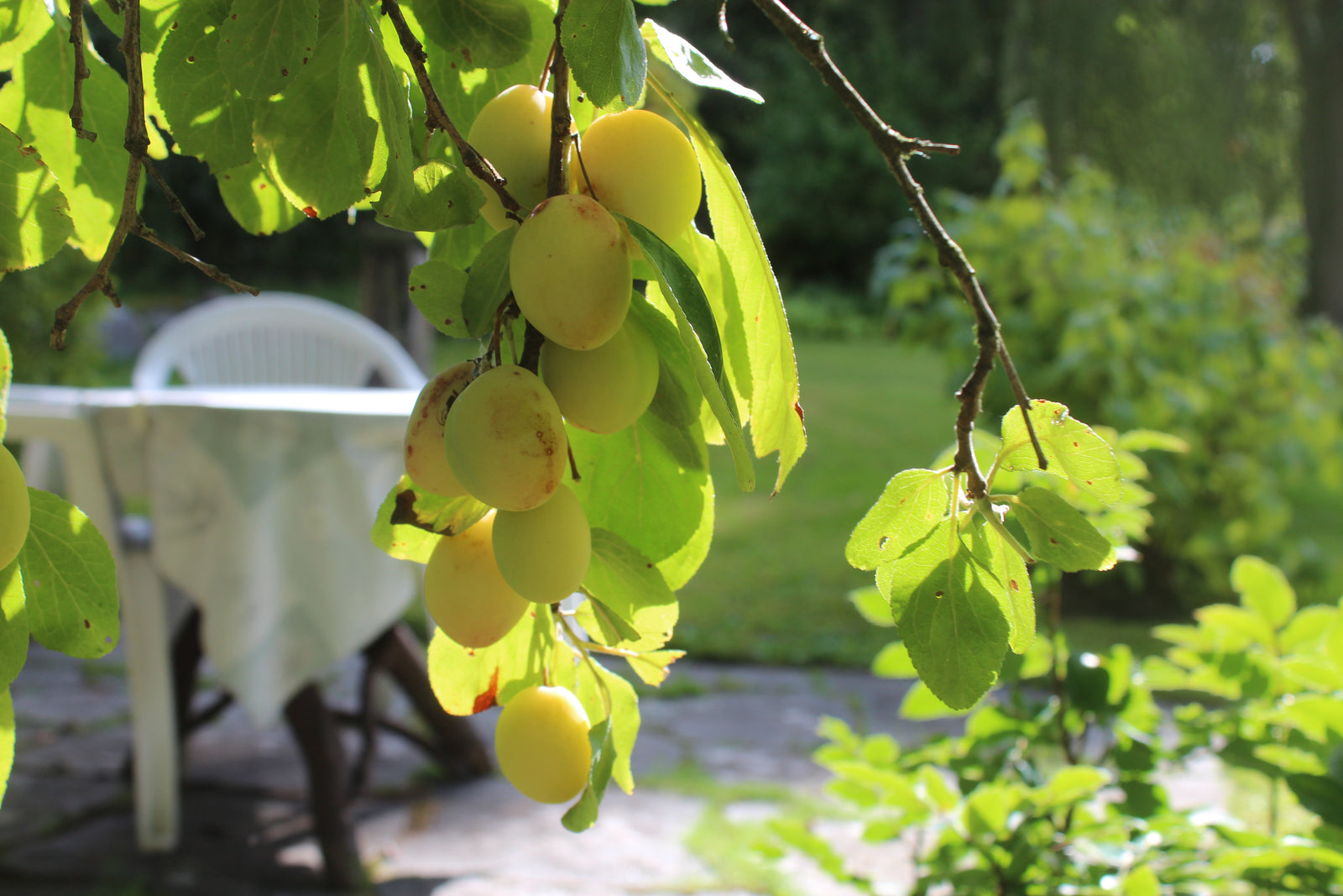 Midsommar i trädgården med ljusslingor, solcellslyktor, vilda buketter och dukning med örter – mynta, dill, gräslök – samt jordgubbstårta