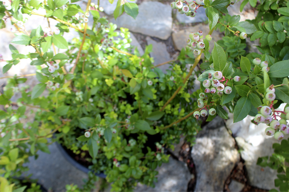Amerikanska blåbär och lingon i kruka på altan – odla i stora baljor med sur rhododendronjord, bra dränering, kogödsel och regelbunden vattning för rik skörd.