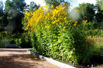 Rödskalig jordärtskocka (Helianthus tuberosus, Asteraceae) – odling av inulinrika knölar i mullrik sandjord; flerårig, härdig gröda för full sol och sen höstskörd.