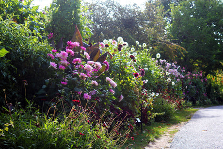 Förodling och plantering av dahlior – dahliaknölar i kruka med porös, näringsrik jord (torv och sand), toppning, avhärdning, utplantering och gödsling för lång, rik blomning.