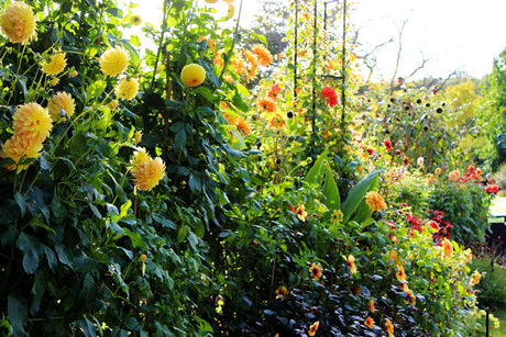 Röd sommarblomma i rabatt från sommarblommande lökar och knölar – dahlior, liljor, gladiolus och chokladblomma – för lång blomning i trädgård och kruka.