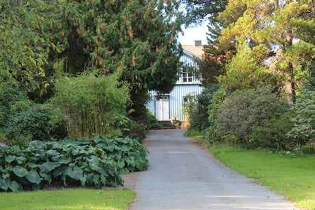 Plantera buskar i trädgården 2024: rätt växt på rätt plats, stor planteringsgrop, förbättrad jord och dränering, riklig vattning, gödsling och beskärning.