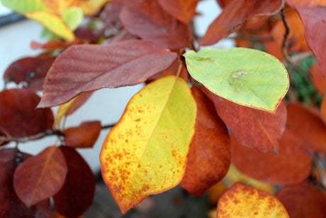 Hösttips för trädgården: skydda rosor med kupning, vattna vintergröna som buxbom, plantera lökar och vitlök, dela perenner och täck med löv.