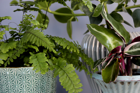 Doftranka på båge i kruka – lätt doftande klätterväxt och lättskött krukväxt för soligt läge/söderfönster; rätt vattning: lätt fuktig jord vid blomning, annars torka lätt mellan vattningarna.