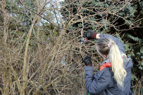 Beskärning under vårvintern: klipp buskar och träd innan knopparna svällt med sekatör, grensax och grensåg – föryngringsbeskärning och total nedskärning på kornell, forsythia, syren; undvik blödare som björk och lönn.