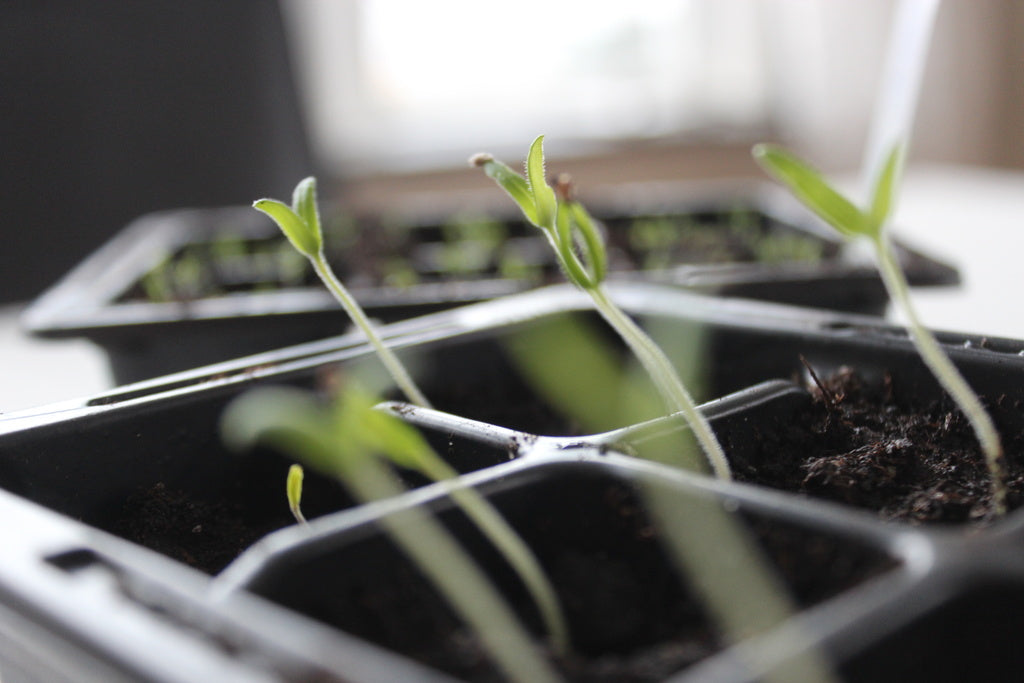 Säsongens början i trädgården – så perenner och tomatfrön trots minusgrader; grodd och sådd i vintertid, frölåda, krukor och plantering som ger hopp om vår och sommar.