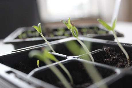 Säsongens början trots minusgrader – Anna Theorin om trädgårdsliv: sådd i vintertid, så perenner och tomatfrön, frölåda, grodd, planera och plantera för hopp om vår.