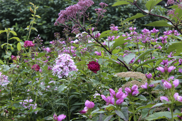 Höstplanterad rabatt med tulpaner, allium och krokus bland perenner i skuggiga och soliga lägen; lökar satta i varm, fuktig jord för stark rotutveckling och rik vårblomning, med benmjöl och rådjursskydd.