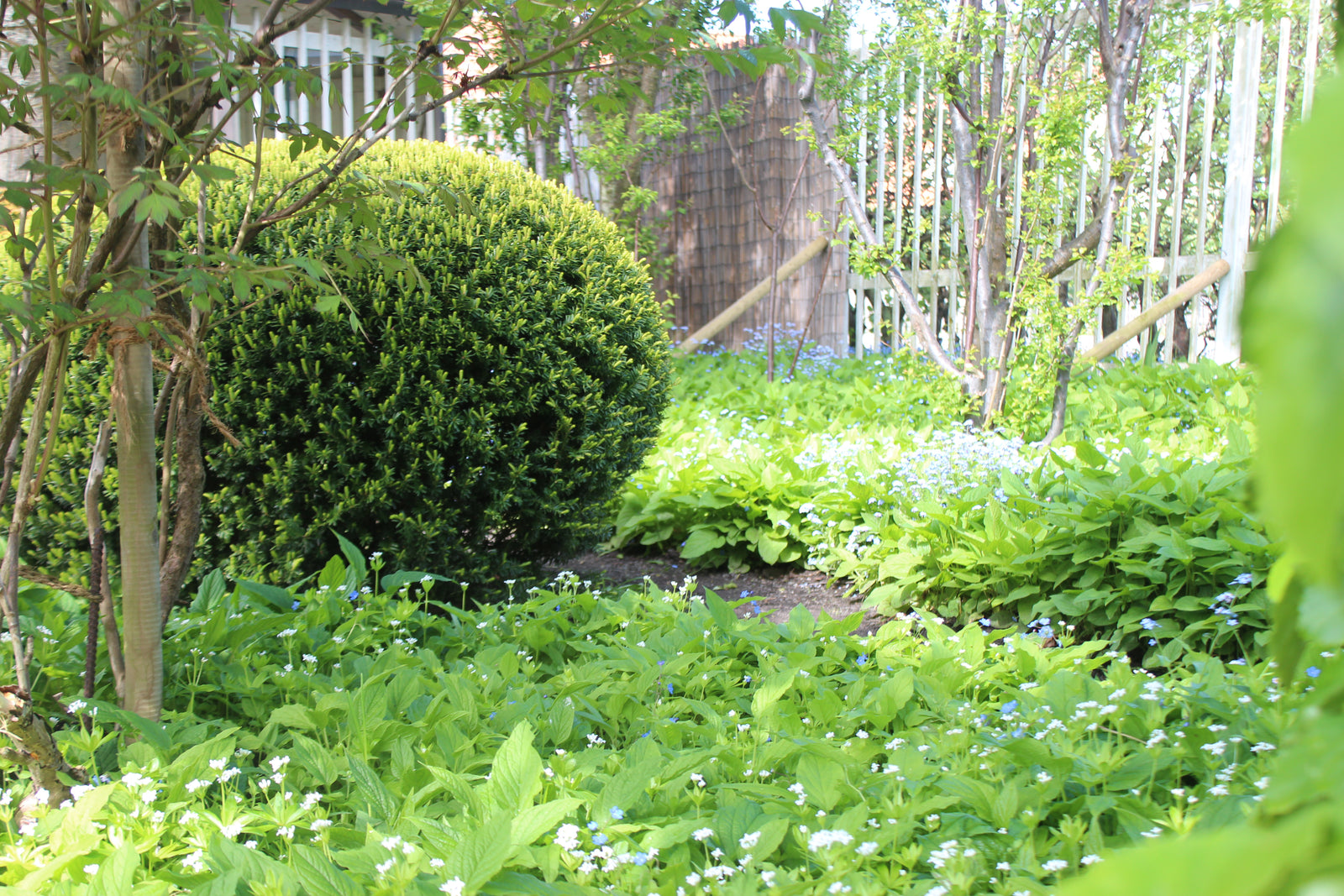 Vintergrön häck av barrväxter – thuja och idegran – för insynsskydd; skötsel och plantering i näringsrik, genomsläpplig jord, riklig vattning, vårgödsling samt formklippning/beskärning med häcksax.