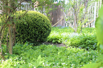 Vintergrön häck av barrväxter – thuja och idegran – för insynsskydd; skötsel och plantering i näringsrik, genomsläpplig jord, riklig vattning, vårgödsling samt formklippning/beskärning med häcksax.