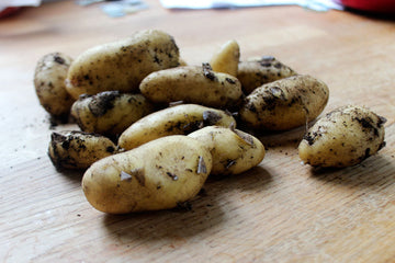 Odla potatis i hink på balkong – förodla certifierad sättpotatis, kupa blasten med jord, vattna regelbundet och skörda tidiga och sena sorter