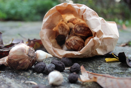 Sommarblommande lökar och knölar i trädgården: liljor, gladiolus, dahlia, freesia, oxalis, ranunkel, kalla och begonia – plantering i väldränerad jord, förodling, gödsling och frostfri vinterförvaring