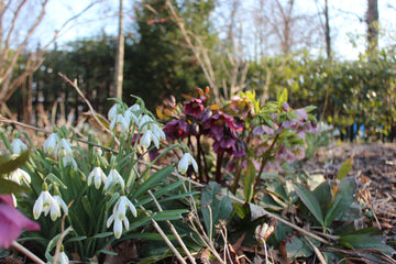 Julrosor (Helleborus) i tidig vårblomning i halvskuggig woodland-rabatt – Helleborus niger och hybridus; lättskött perenn med god dränering och lång blomningssäsong.