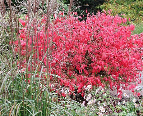 Japanskt prydnadsgräs med vingbenved, benved (Euonymus alatus), i höstskrud – intensiv karminröd höstfärg och röda frukter; lättodlad prydnadsväxt för trädgården