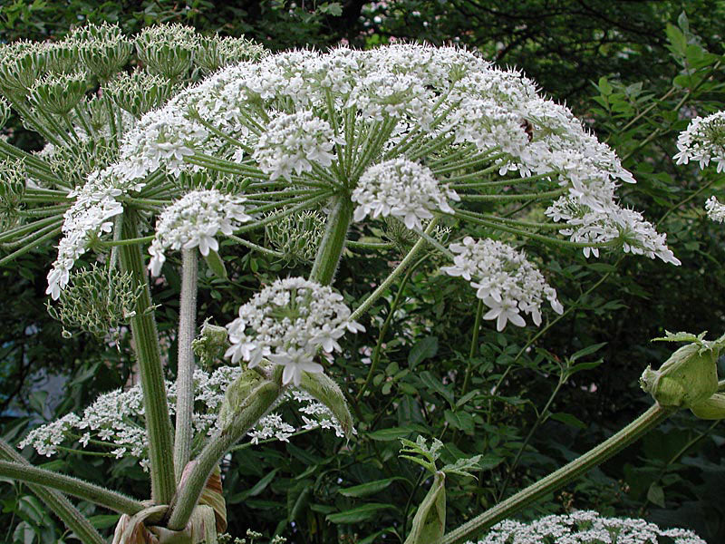 Jätteloka (Heracleum mantegazzianum) – invasiv och giftig växt i Sverige med ihålig stam och stora flikiga blad; furokumariner kan ge fototoxiska hudskador; förväxlas med björnloka.