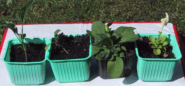 Skadad petunia med slokande blommor bredvid frisk grön planta (petunia/aubergine) – tillväxtstopp orsakat av dålig, lagrad planteringsjord baserad på torv och kogödsel; färsk jord ger bättre resultat.