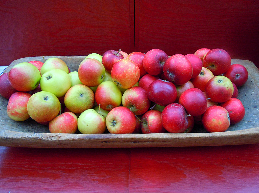 Juläpplet Ingrid Marie – klassisk svensk äppelsort; odlingstips, plantera äppelträd på hösten, mustning, äppelmos och äppelkaka; bevara gamla sorter.