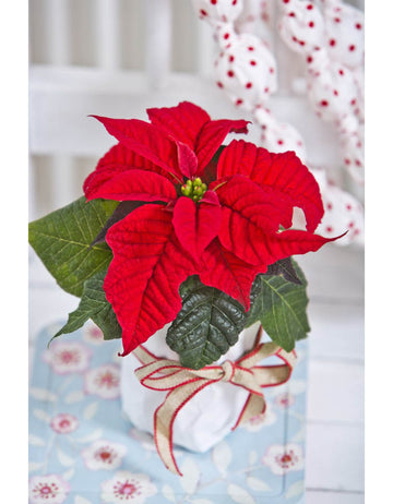 Julstjärna (Poinsettia) med röda färgade högblad och gulgröna knoppar – skötsel: ljust läge, rumstemperatur ca 20°C, vattna sparsamt, undvik drag och kyla.