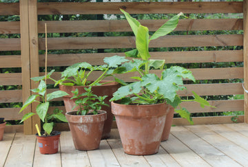 Uteplats i juni med krukodling på liten yta: solig altan där man odlar ätbart – zucchini i kruka, tomater, basilika, mynta, potatis i hink och bananplanta för djungelkänsla.