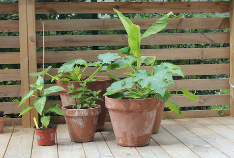 Uteplats i juni med krukodling på liten yta: solig altan där man odlar ätbart – zucchini i kruka, tomater, basilika, mynta, potatis i hink och bananplanta för djungelkänsla.